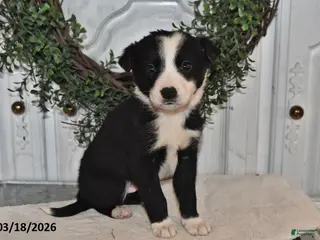 Mixed Breed dogs for sale: Claude - Ad 1