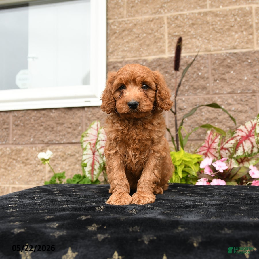 Cavapoo dogs Da Vinci - Ad 2