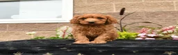 Cavapoo dogs for sale: Da Vinci - Ad 2