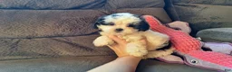Teddy Bear dogs for sale: Rixy - Ad 4