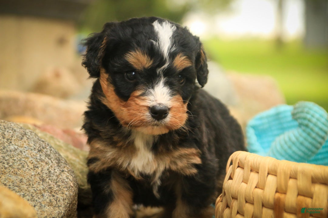 Mini Bernedoodle dogs Boone F1 Mini Bernedoodle  - Ad 2
