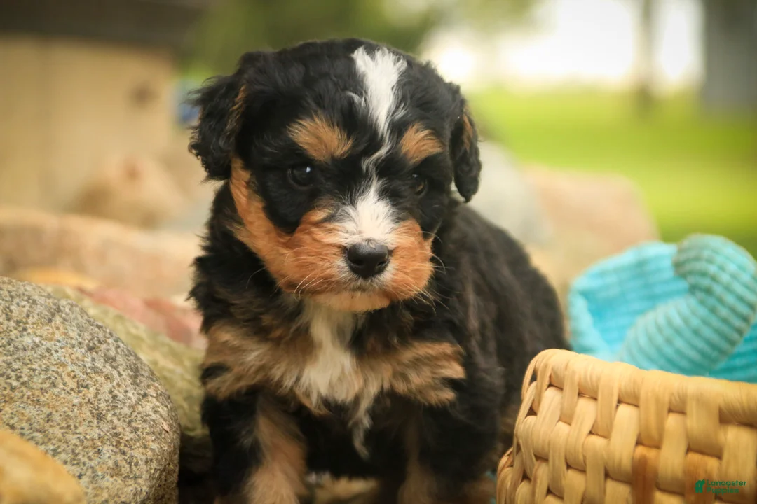 Mini Bernedoodle dogs for sale: Boone F1 Mini Bernedoodle  - Ad 2