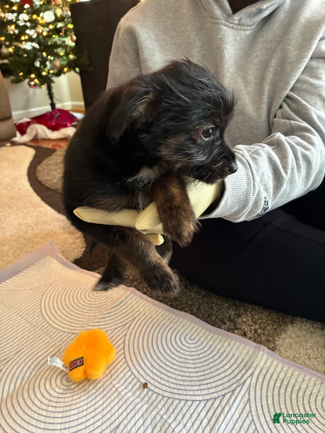 Mixed Breed dogs for sale: Mixed Breed Puppy 4 - Ad 6