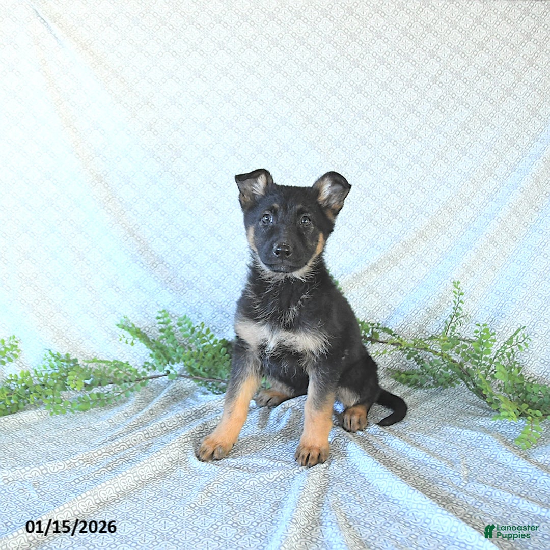 German Shepherd dogs for sale: Bailey - Ad 1