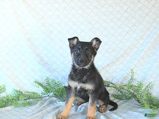 German Shepherd dogs Bailey - Ad 11