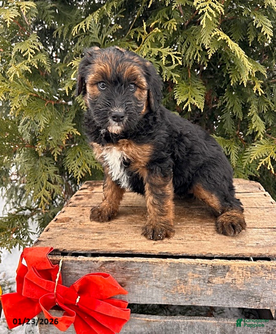 Whoodle dogs for sale: Willow - Ad 3