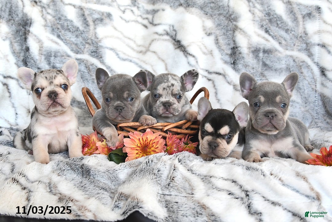 French Bulldog dogs for sale: Love Bug - Ad 9