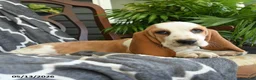 Basset Hound dogs for sale: Fanny - Ad 3