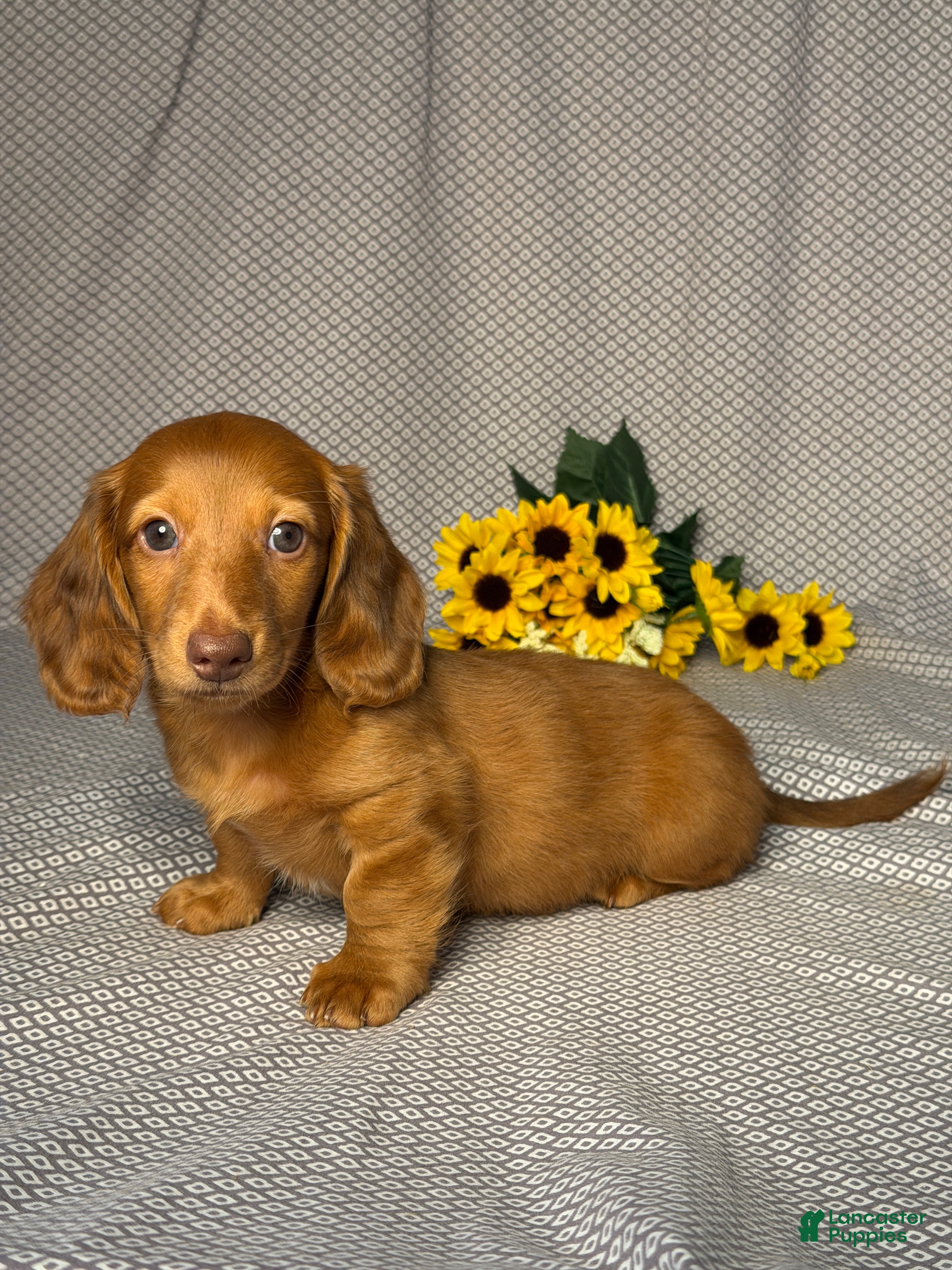 Miniature Dachshund dogs Hunter - Ad 2