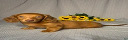 Miniature Dachshund dogs for sale: Hunter - Ad 2