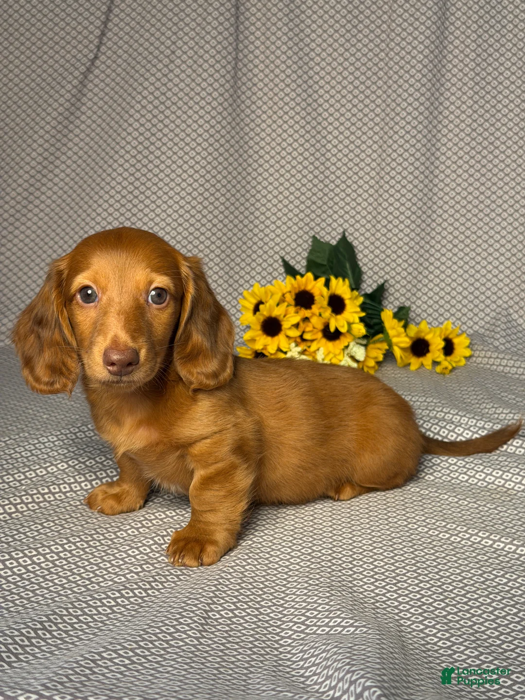 Miniature Dachshund dogs for sale: Hunter - Ad 2