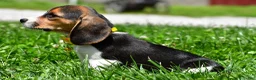 Beagle dogs for sale: Veronica - Ad 4