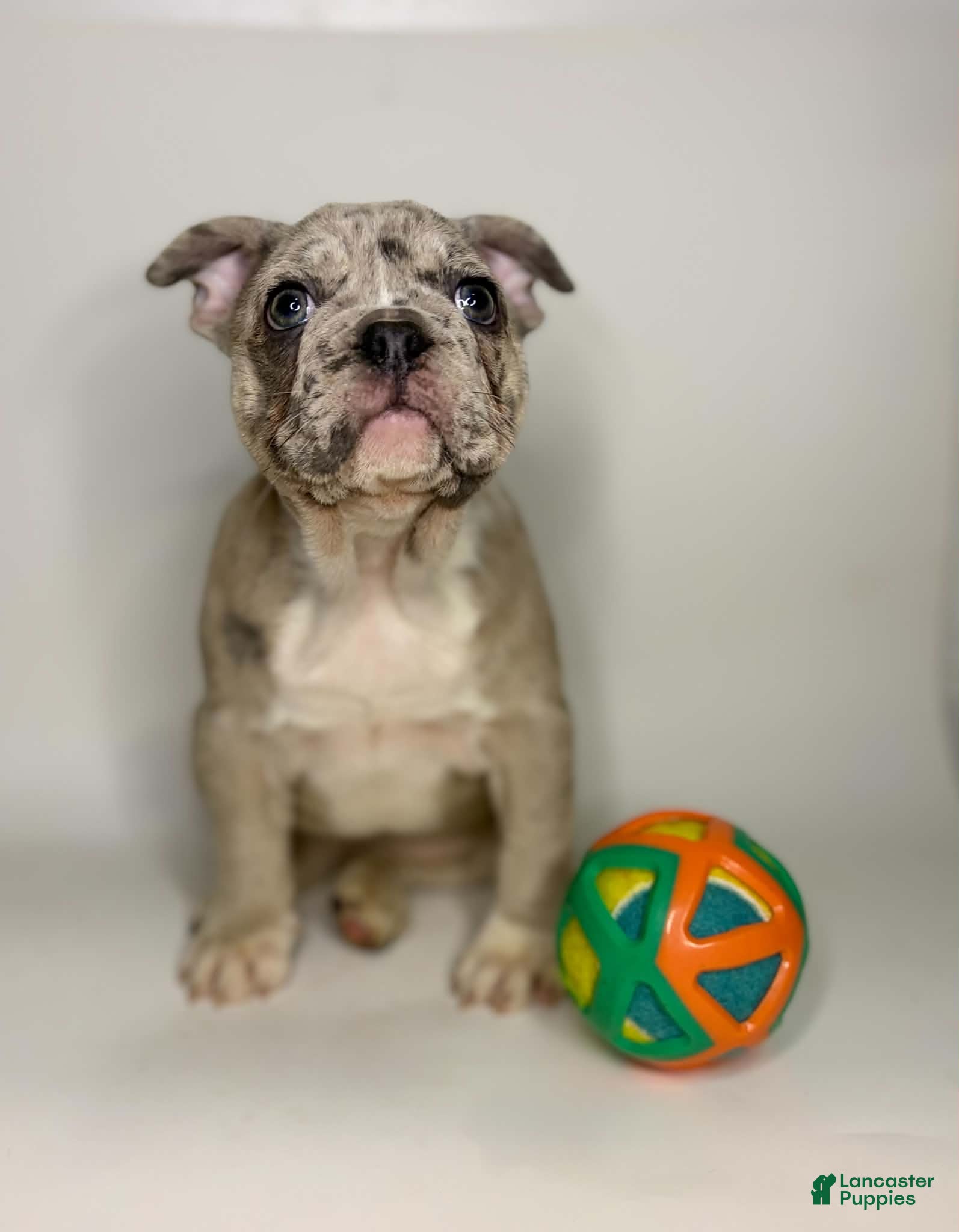French Bulldog dogs for sale: Coco  - Ad 22