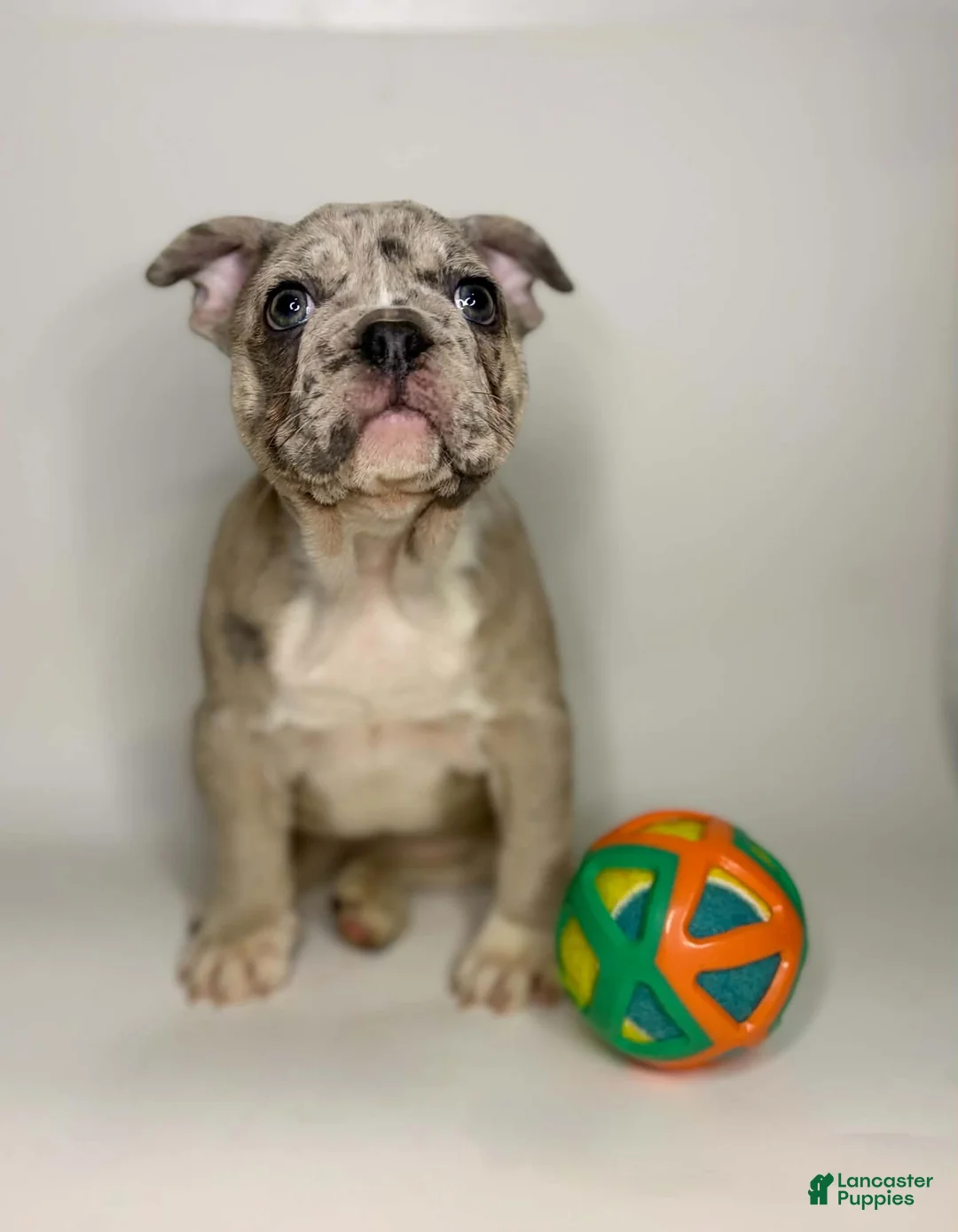 French Bulldog dogs for sale: Coco  - Ad 1