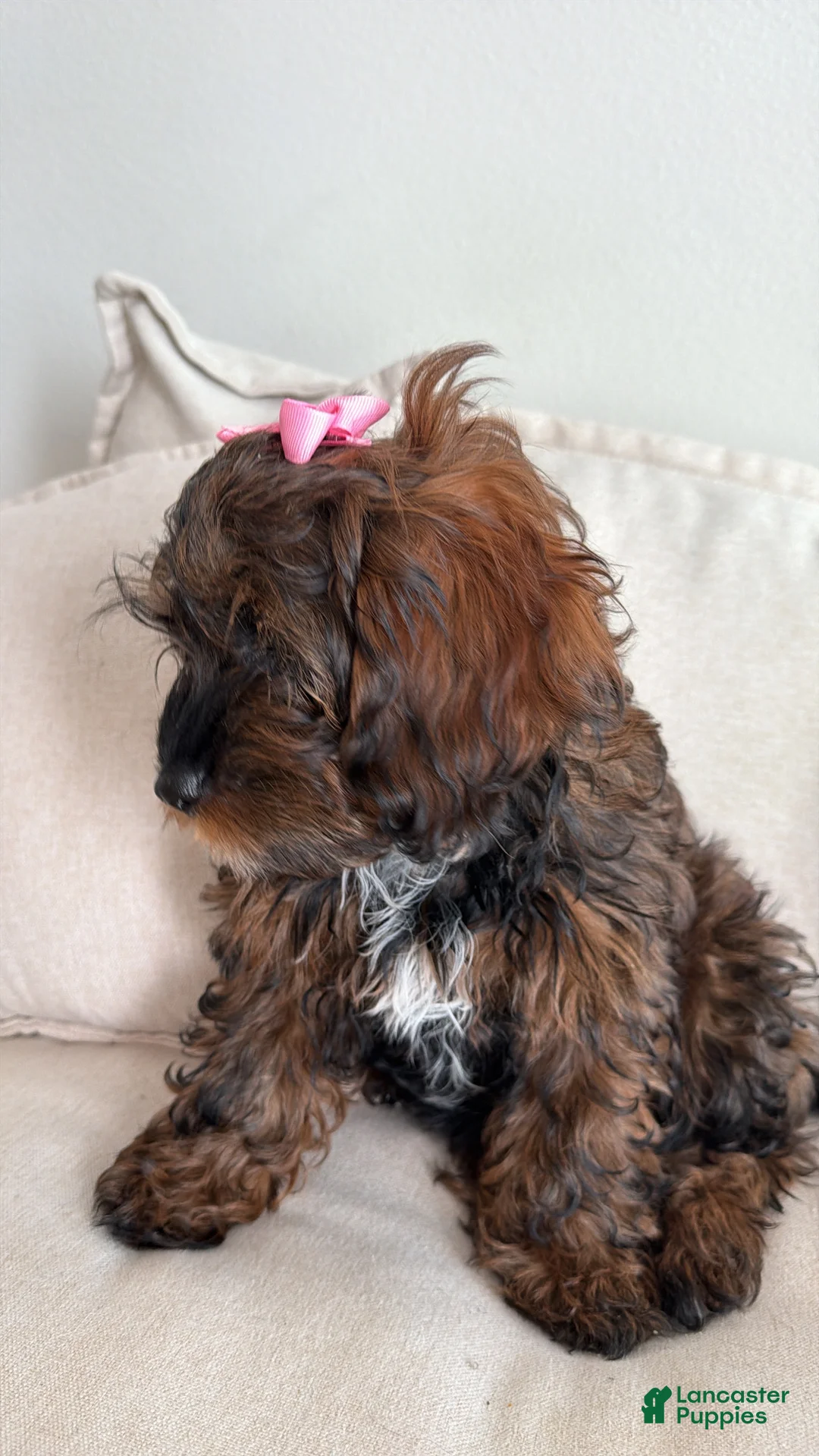 Shihpoo dogs for sale: Seraphima - Ad 1