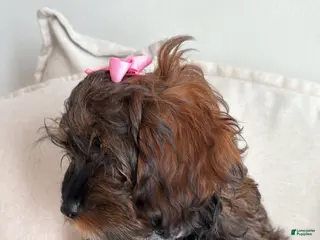 Shihpoo dogs Seraphima - Ad 31