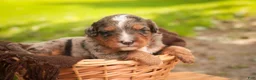 Mini Bernedoodle dogs for sale: Colt F1 Mini Bernedoodle  - Ad 13