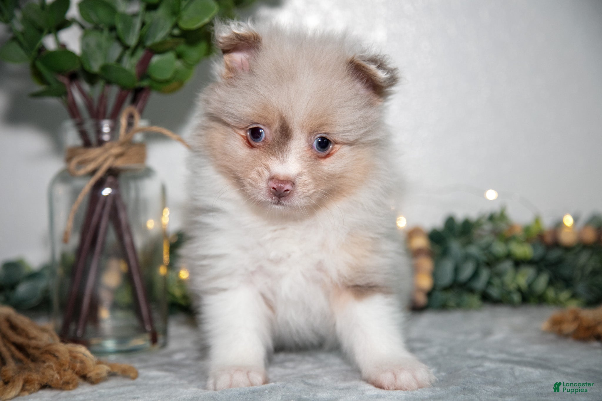 Pomeranian dogs Ike - Ad 2