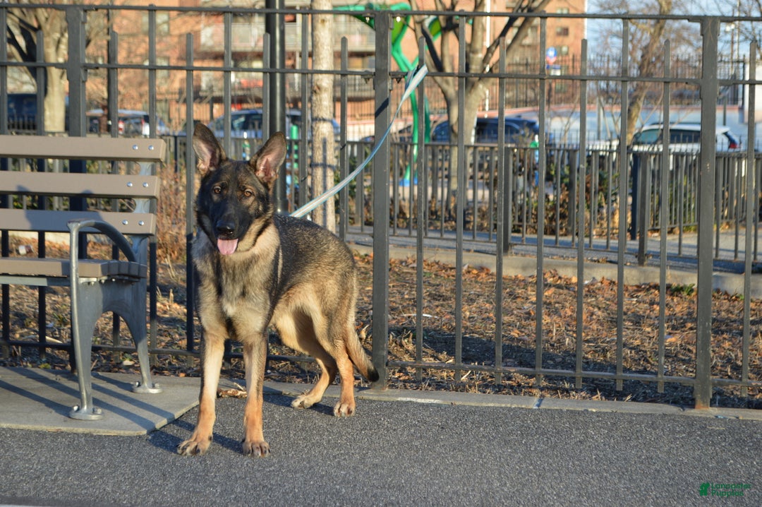 German Shepherd dogs for sale: Yellow - Ad 3