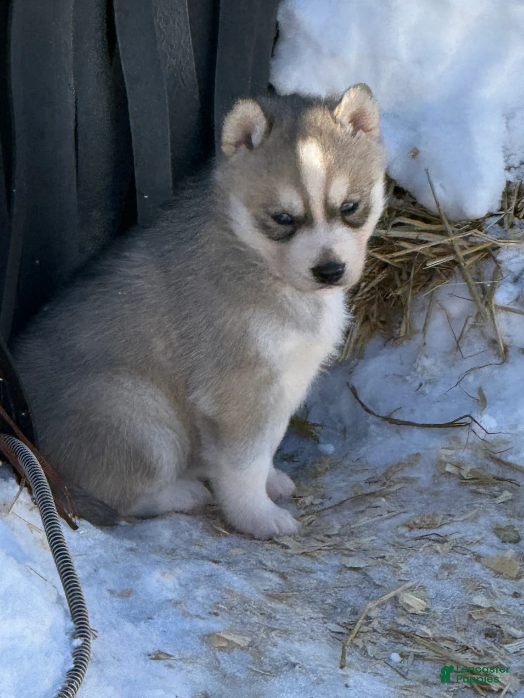 Siberian Husky dogs for sale: Zoe - Ad 9