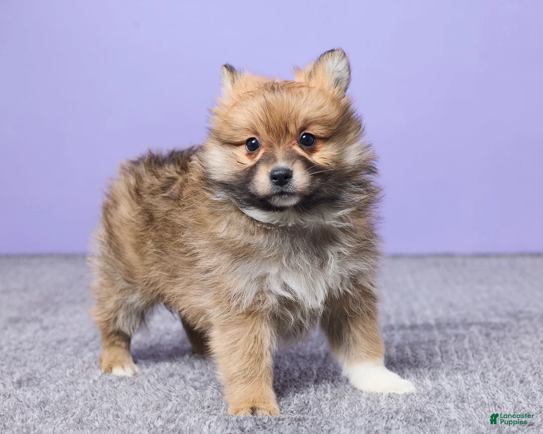 Pomeranian dogs for sale: Bella - Ad 4