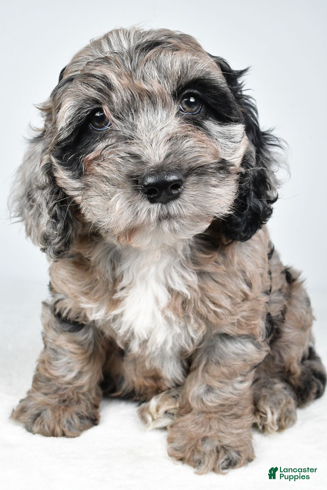Cockapoo dogs Chery - Ad 2