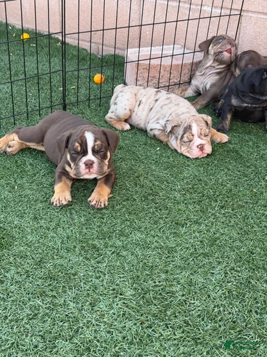 Gallery Image {{count}}