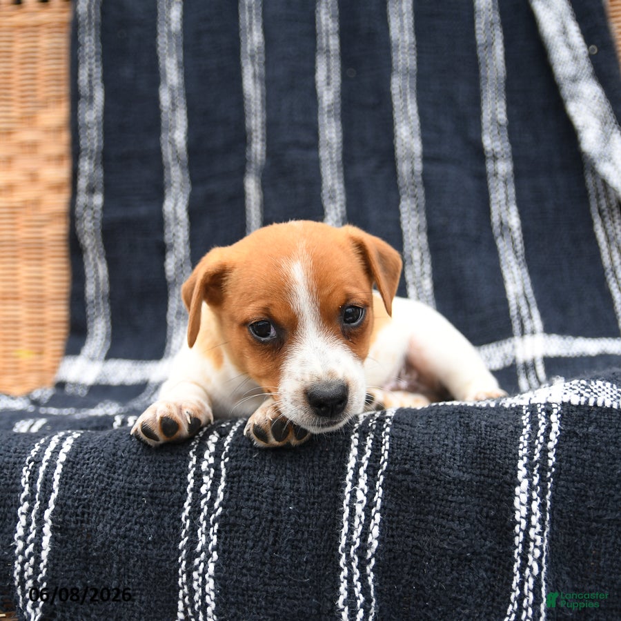 Jack Russell Terrier dogs Jackson - Ad 2