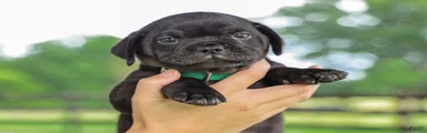 Yosemite Jug Puppy