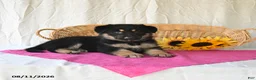 German Shepherd dogs for sale: Tasha - Ad 4