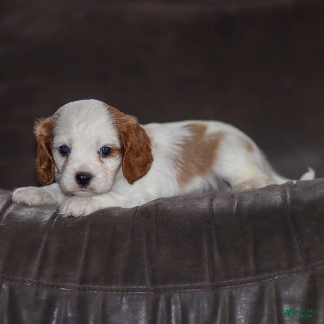 Cavalier King Charles Spaniel dogs for sale: Max - Ad 4