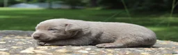 Labrador Retriever dogs for sale: Brody - Ad 6