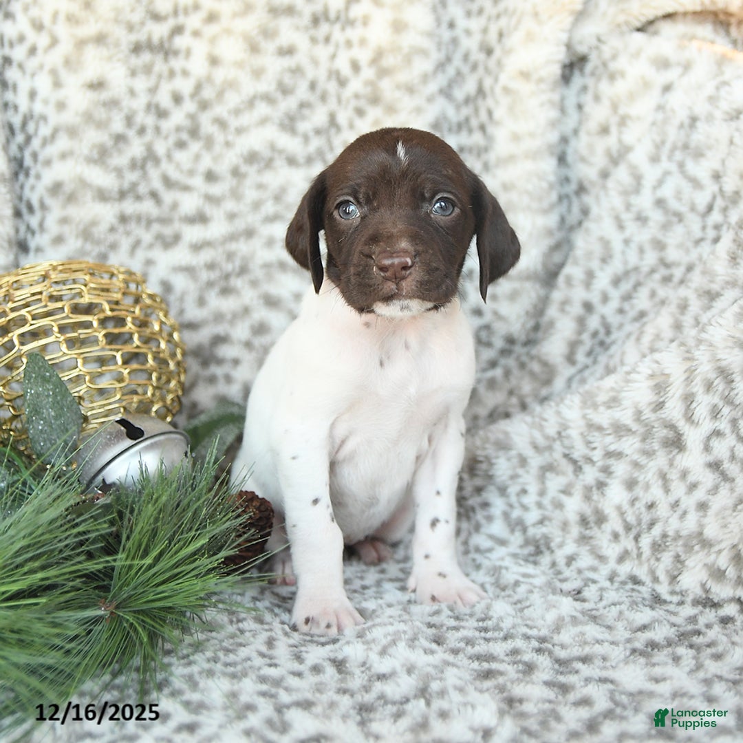 German Shorthaired Pointer dogs for sale: Dandelion - Ad 4