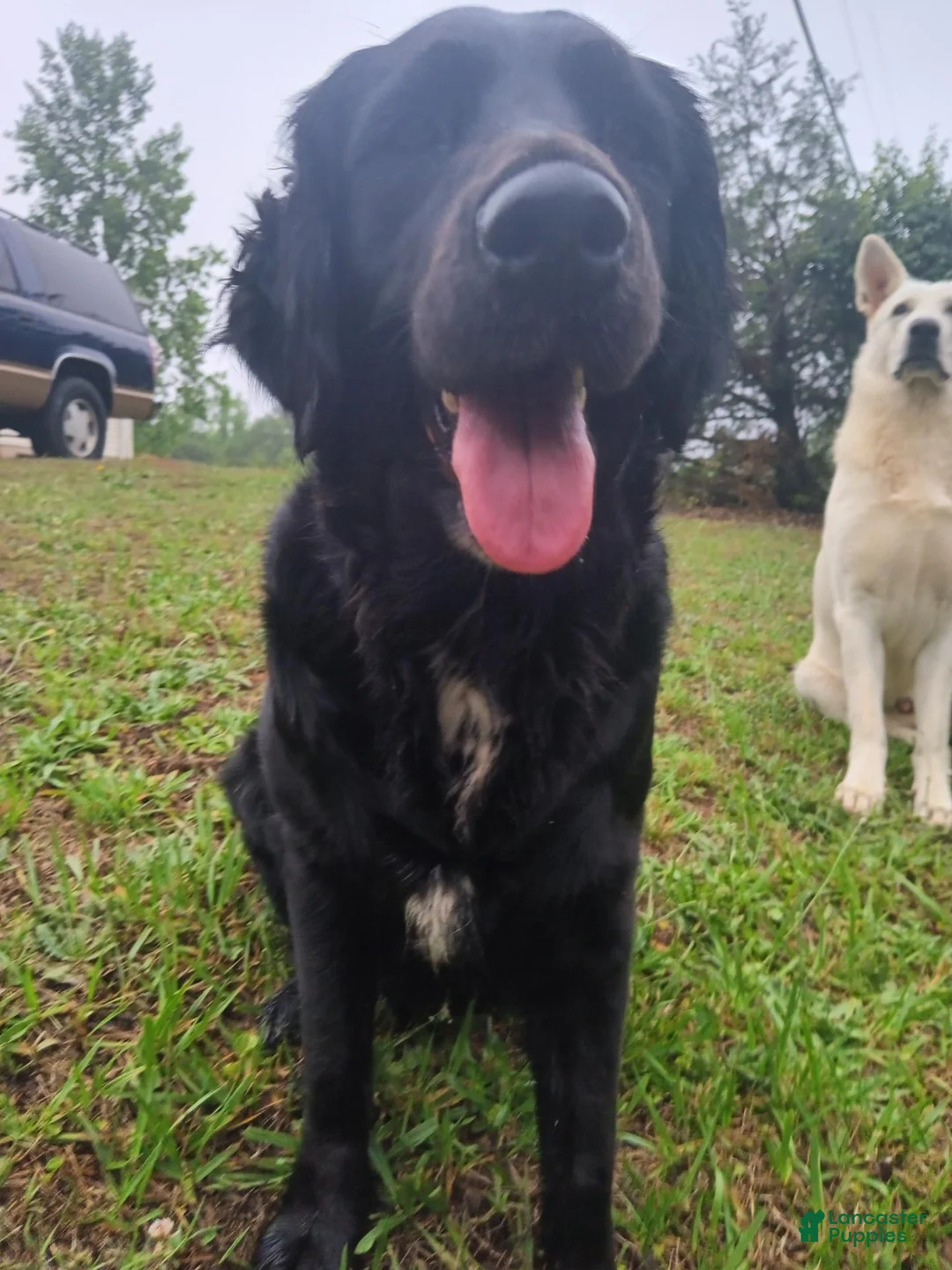 Golden Shepherd dogs for sale: Fancy  - Ad 2