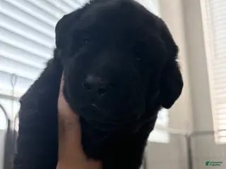 Labrador Retriever dogs Brown collar boy - Ad 4