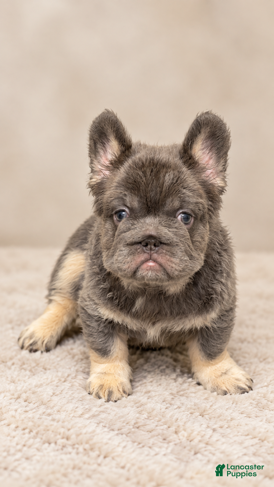 French Bulldog dogs Blueberry  - Ad 2