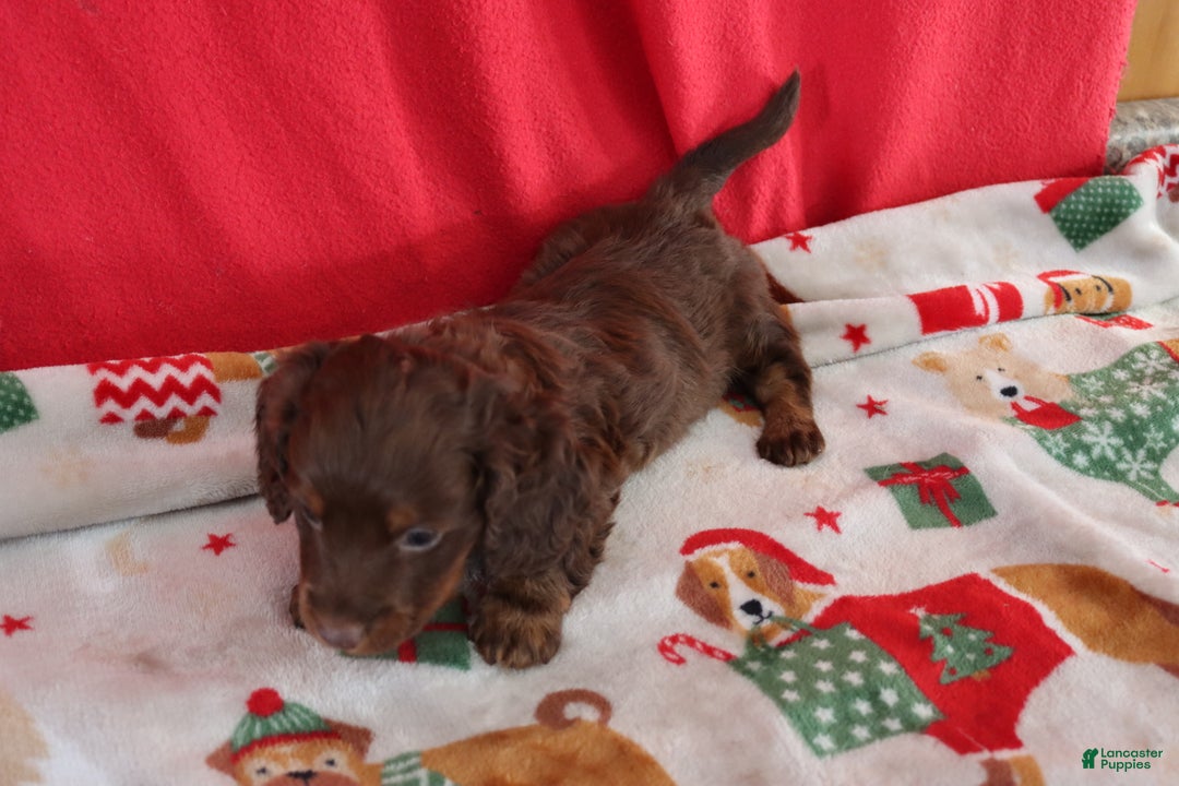 Miniature Dachshund dogs for sale: asher - Ad 2