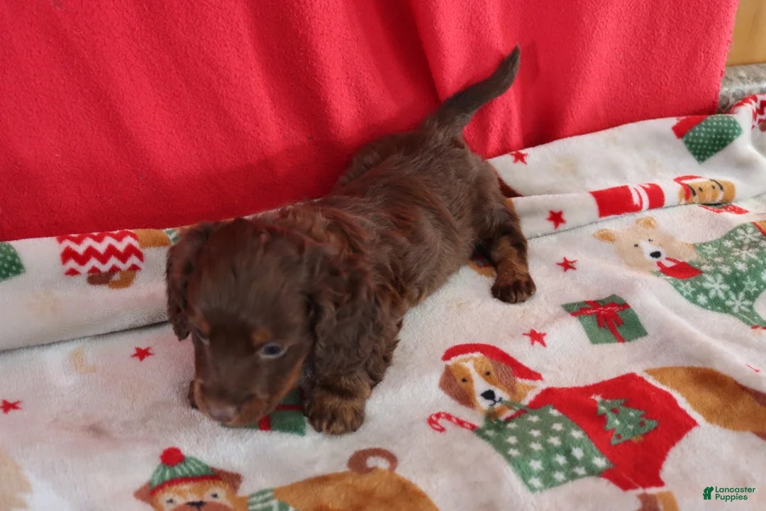 Miniature Dachshund dogs for sale: asher - Ad 4