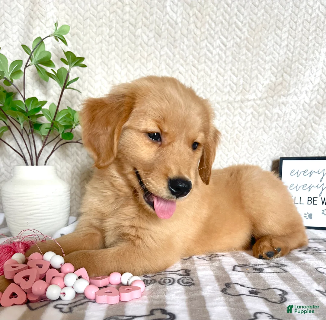 Golden Retriever dogs for sale: Gidget  - Ad 4