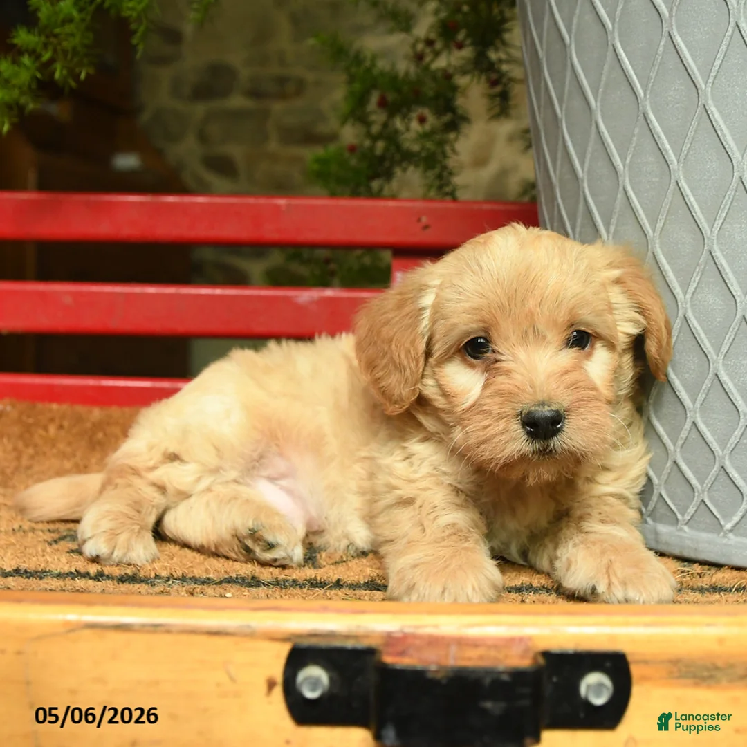 Corgipoo dogs for sale: Ladron - Ad 3