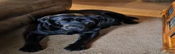 Labrador Retriever dogs for sale: Labrador Retriever Puppy 1 - Ad 2