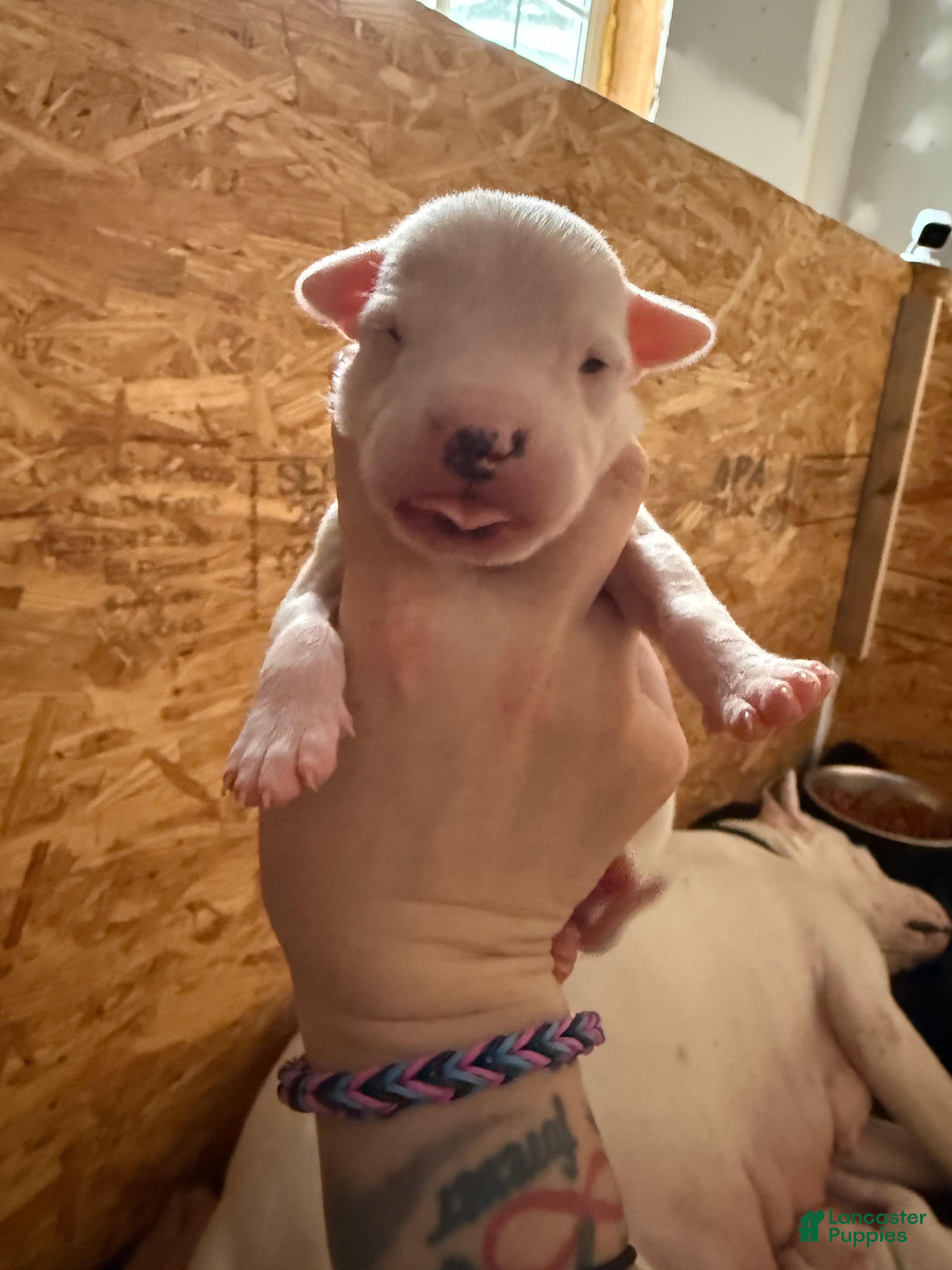 Dogo Argentino dogs Orange collar male.  - Ad 2