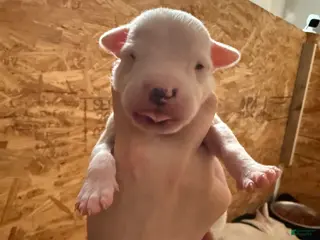 Dogo Argentino dogs Orange collar male. - Ad 2