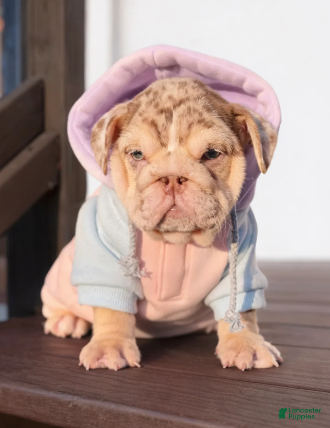 English Bulldog dogs for sale: Bonnie - Ad 6