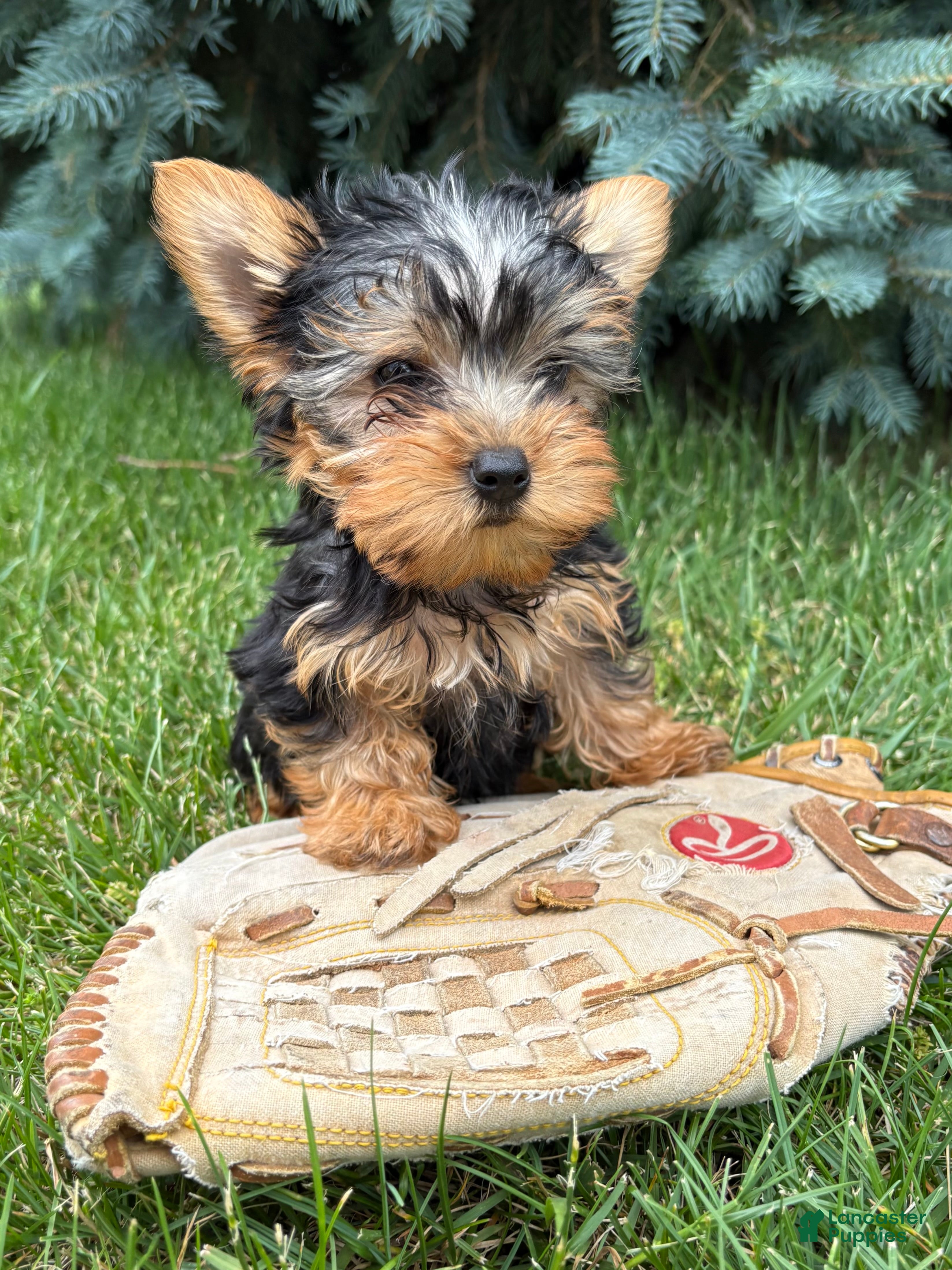 Yorkshire Terrier dogs Jax - Ad 2