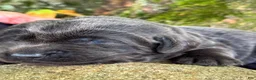 Labrador Retriever dogs for sale: Labrador Retriever 1 - Ad 12