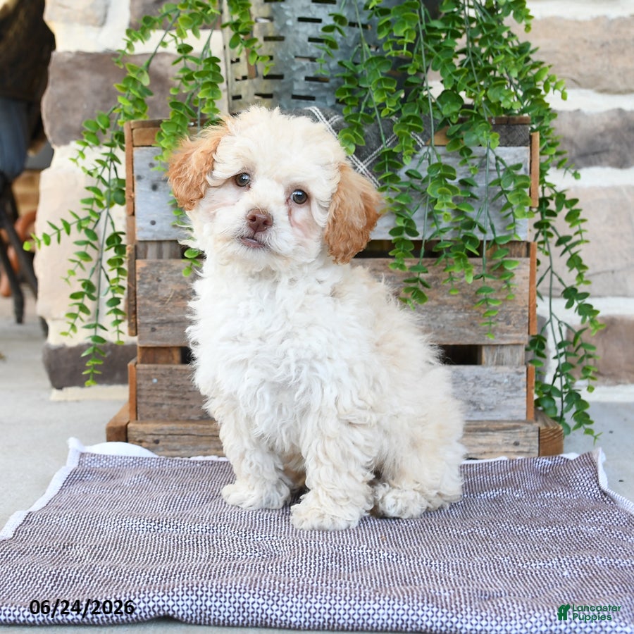 Mixed Breed dogs O Malley - Ad 2