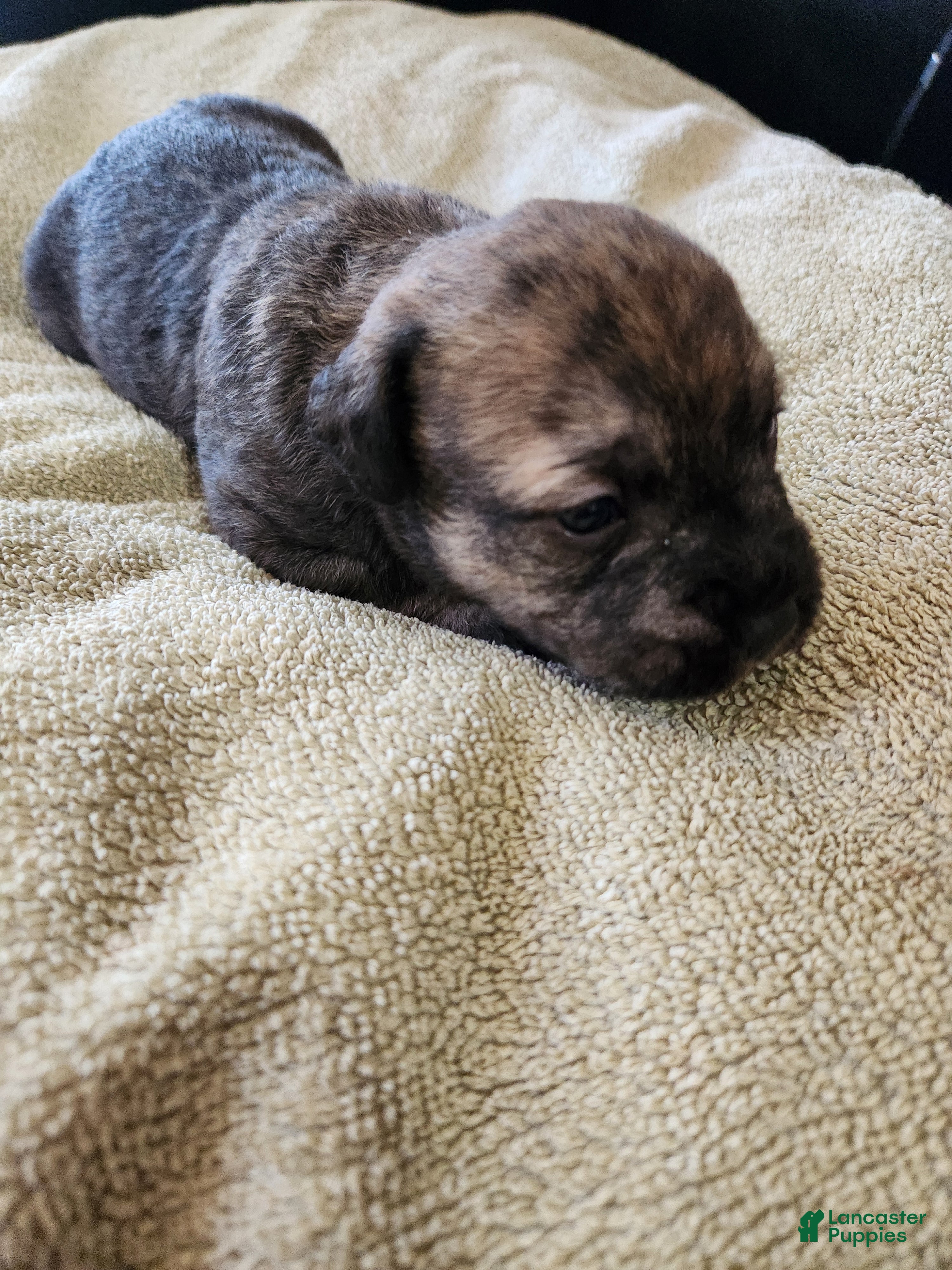 Mixed Breed dogs  SHE'S Grey's And Browns Brindle  - Ad 42