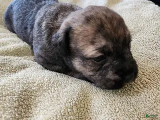 Mixed Breed dogs SHE'S Grey's And Browns Brindle - Ad 42