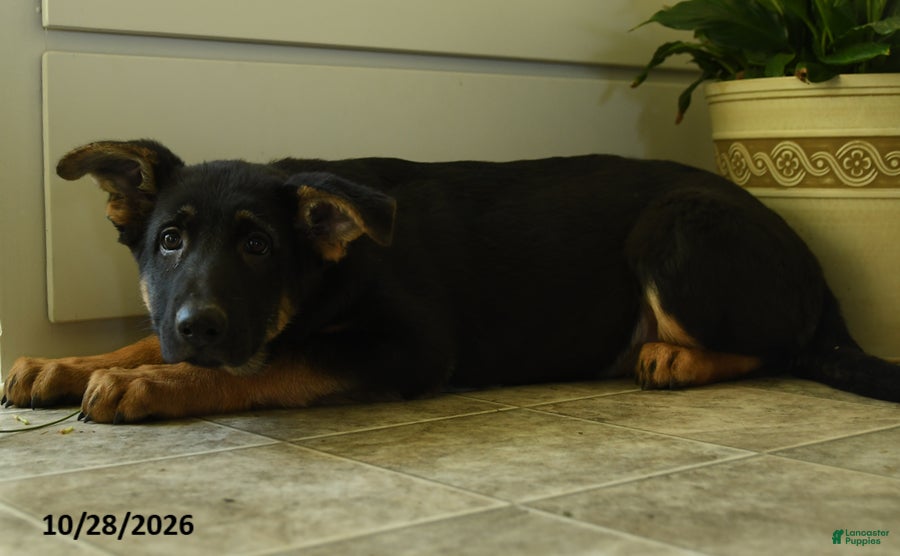 German Shepherd dogs for sale: Freya - Ad 2